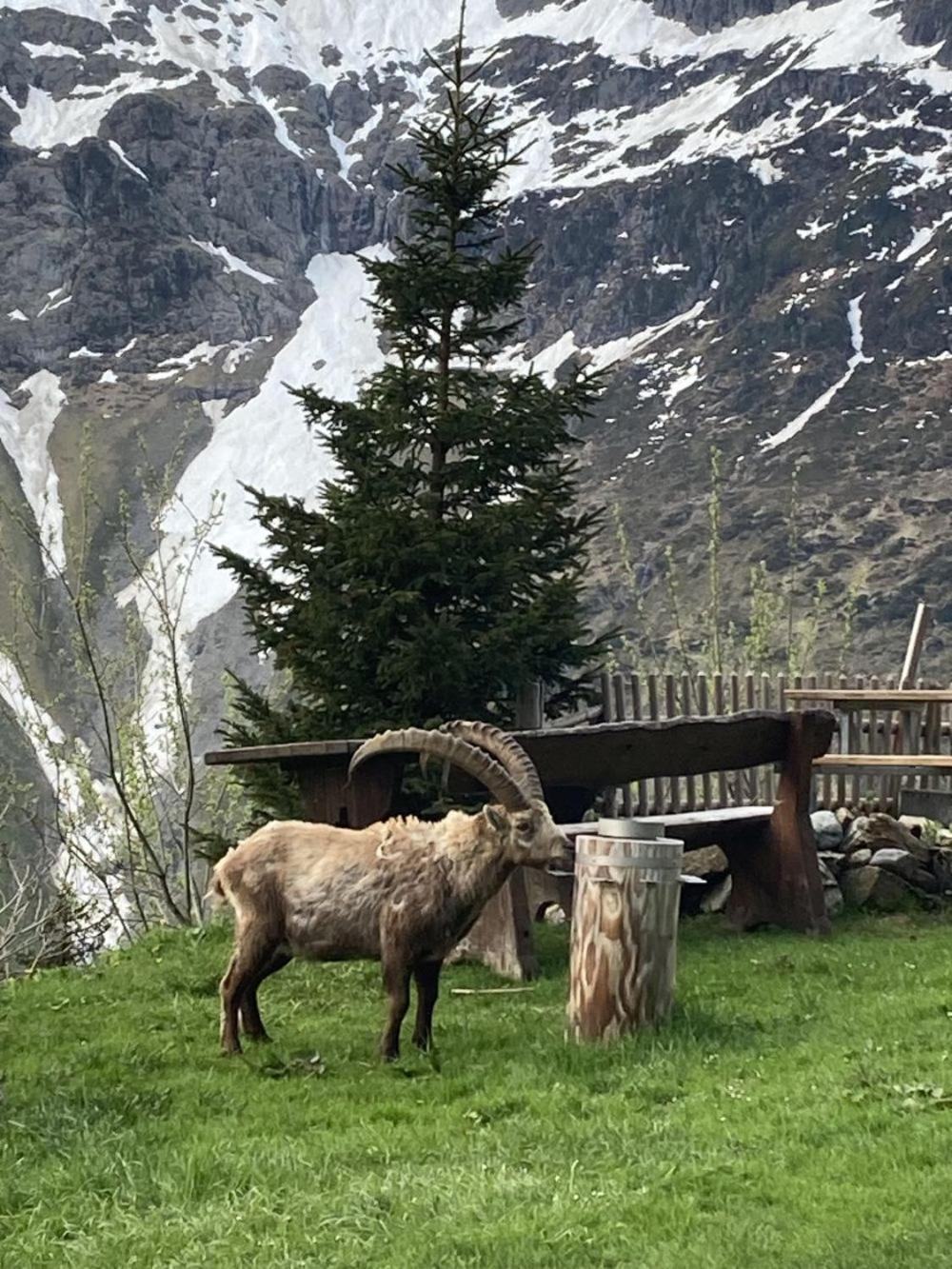 Berggasthaus Tschingelhorn Hotel Stechelberg Eksteriør billede